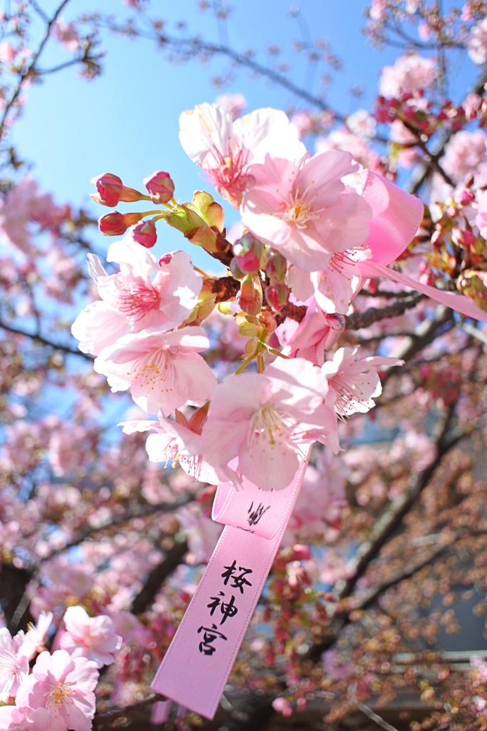 桜新町 桜神宮 河津桜。