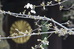 開花宣言の日。