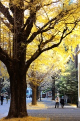 東京大学銀杏並木。