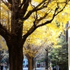 東京大学銀杏並木。