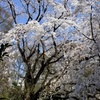 満開のしだれ桜。