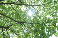 西郷山 新緑の河津桜。