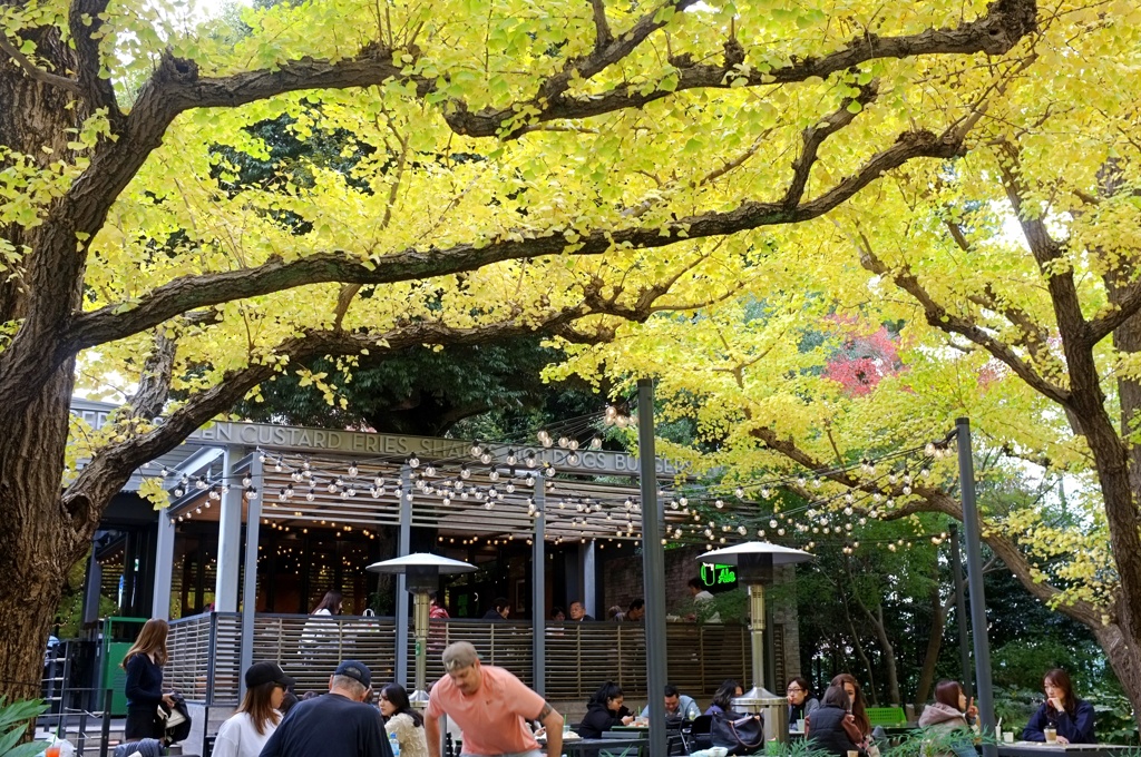 イチョウの下で。