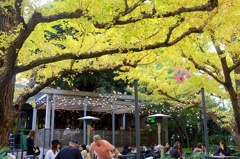 イチョウの下で。