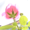 秋バラ。