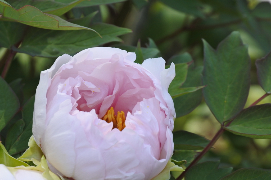 深大寺植物公園 ぼたん。