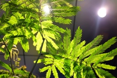 観葉植物。