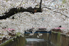 満開の目黒川。