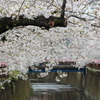 満開の目黒川。