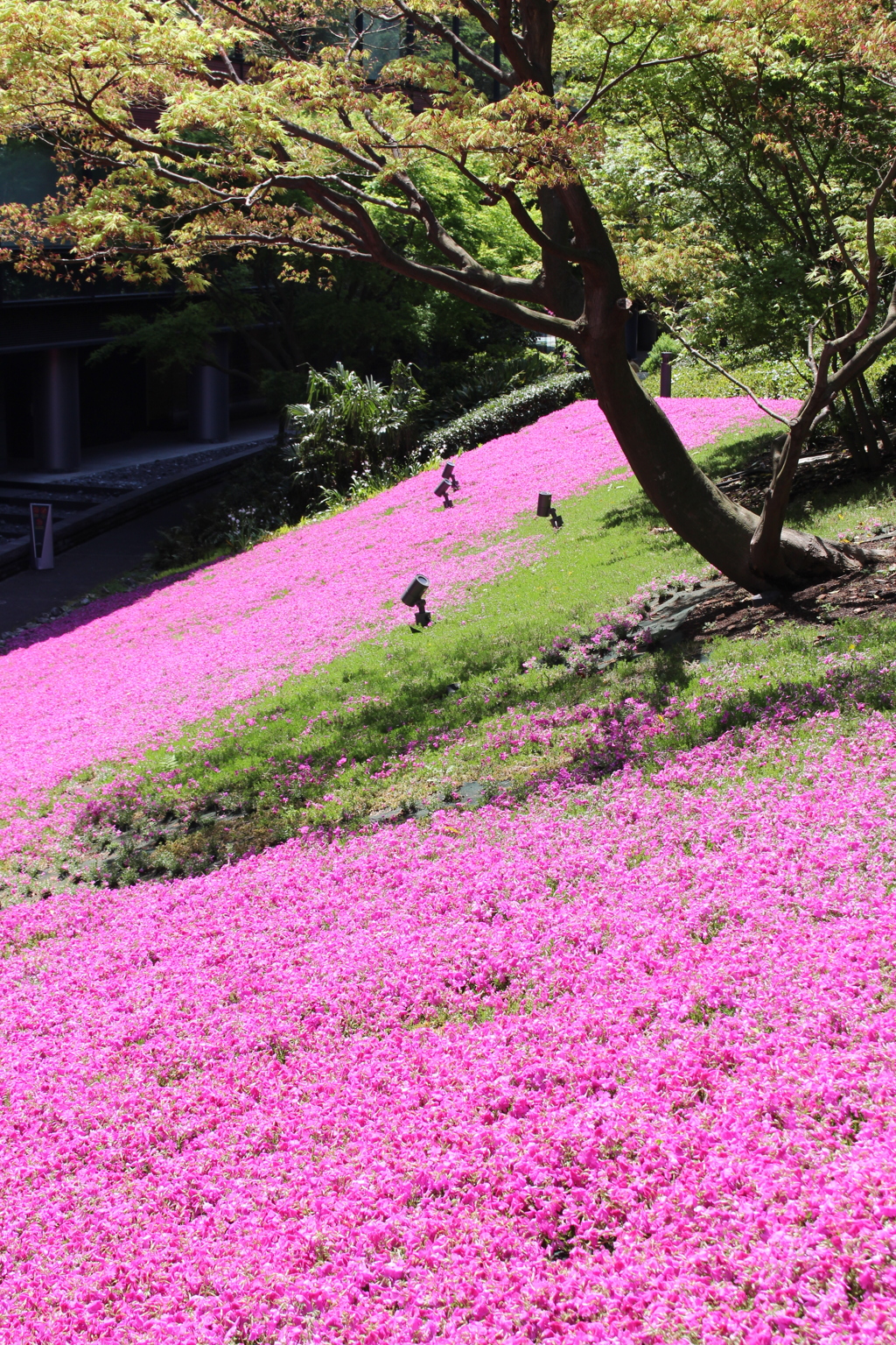 芝桜。