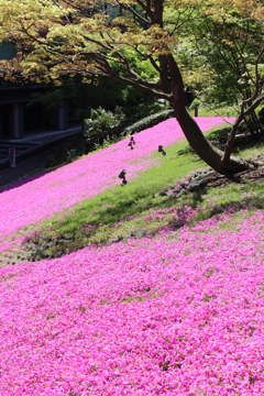 芝桜。