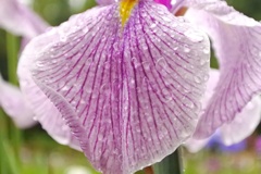 梅雨と菖蒲。