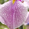 梅雨と菖蒲。
