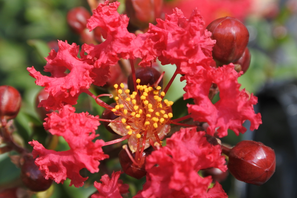 さるすべりの花（赤）。