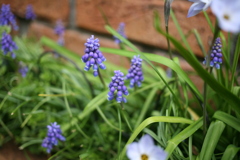 玄関先のムスカリ。