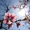 3月14日 靖国神社。