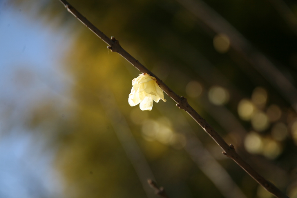 千葉の蝋梅 EOS5Dで撮ってみた。