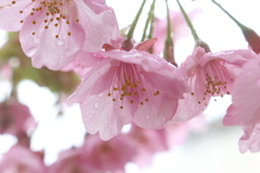 雨と河津桜。