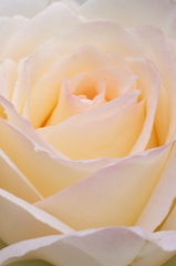 白薔薇。