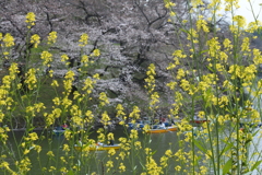 満開時期に雨＾＾；なので、2023桜振り返り。