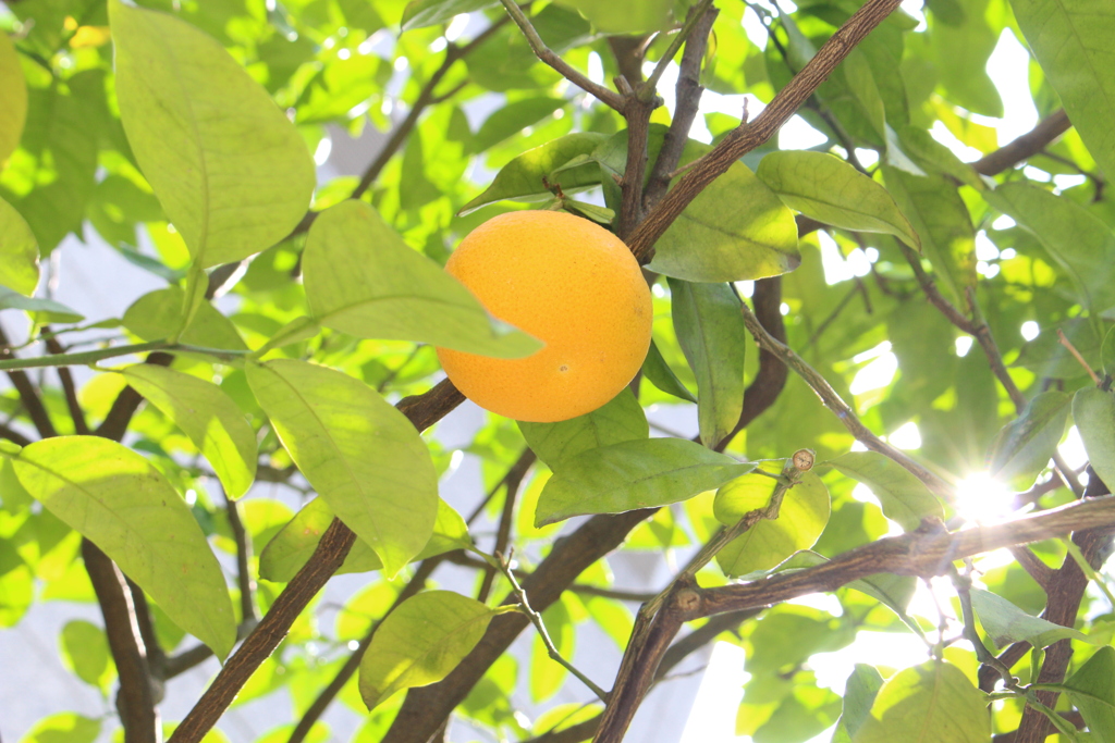 木漏れ日。