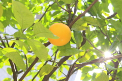 木漏れ日。
