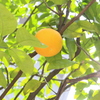 木漏れ日。