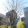 京橋柳通り。
