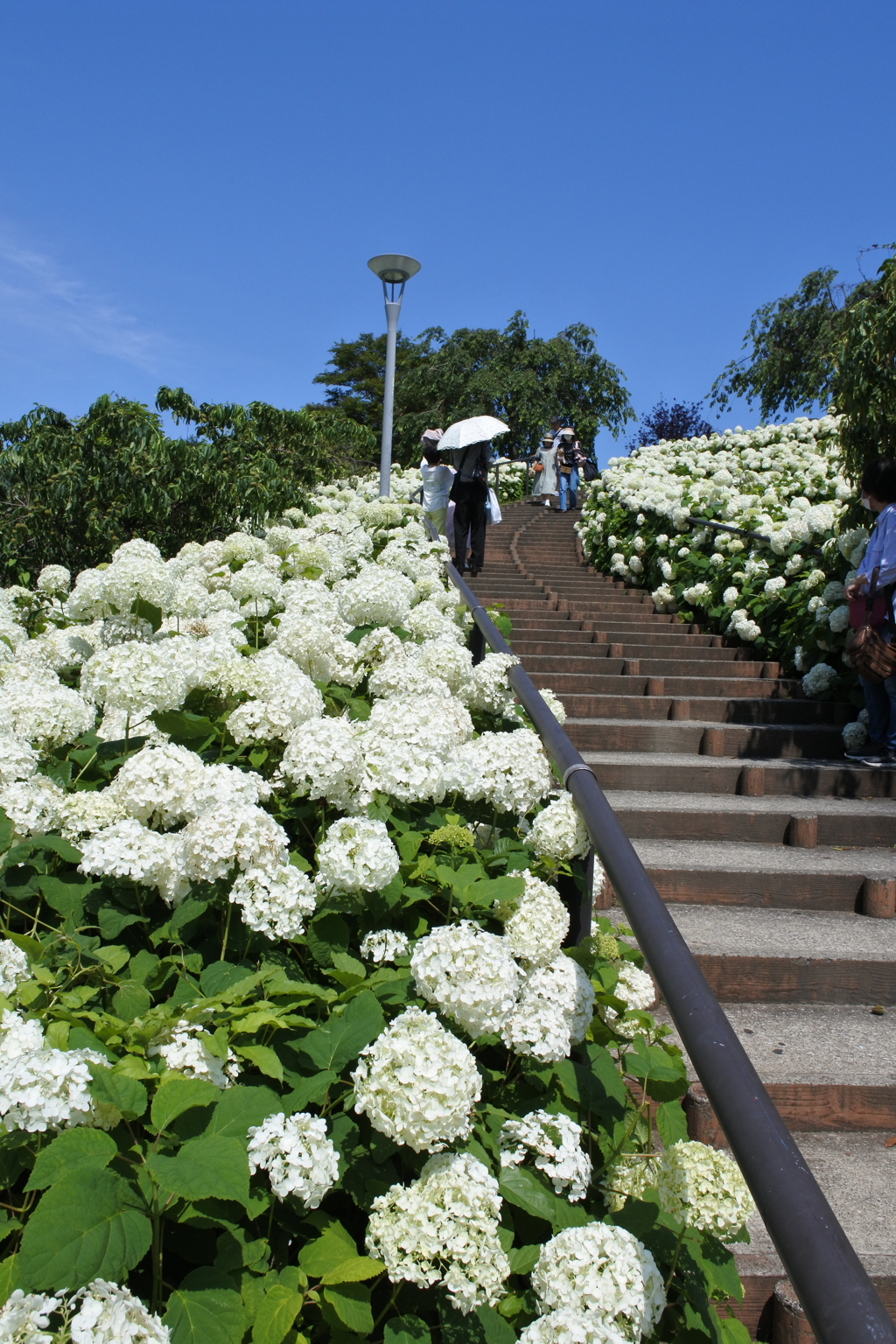 Hydrangea Stairs。