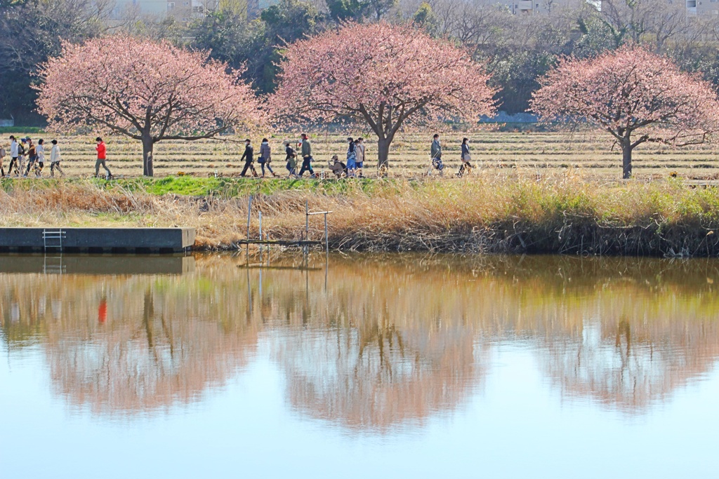 河津桜は川辺がよく似合う。
