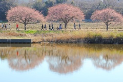 河津桜は川辺がよく似合う。