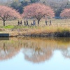 河津桜は川辺がよく似合う。