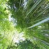 夏。