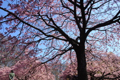 河津桜 満開。