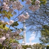 隅田公園。