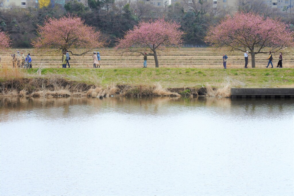 八千代の千本桜。