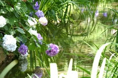 水辺の紫陽花。