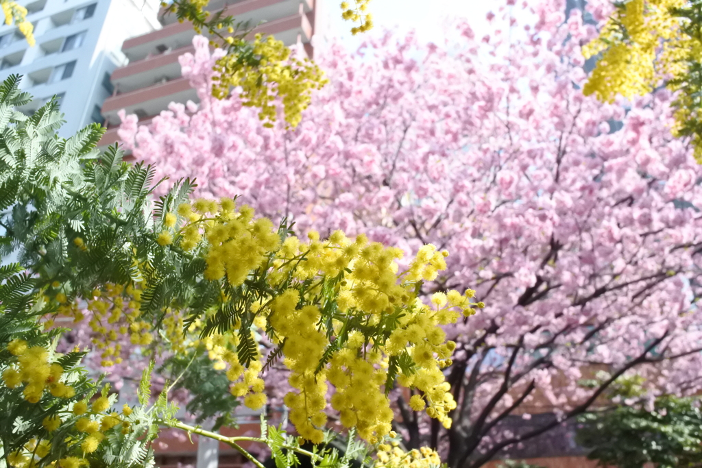 黄色と桜色 またはミモザとさくら。