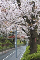 田園調布本町 桜坂。