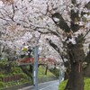 田園調布本町 桜坂。