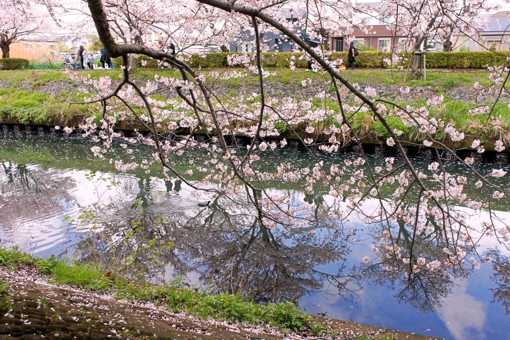 桜と青空を映す海老川。