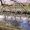 桜と青空を映す海老川。