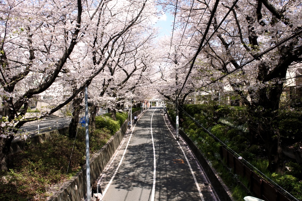 ふたつの桜坂 ひとつ目、福山雅治さんの桜坂。