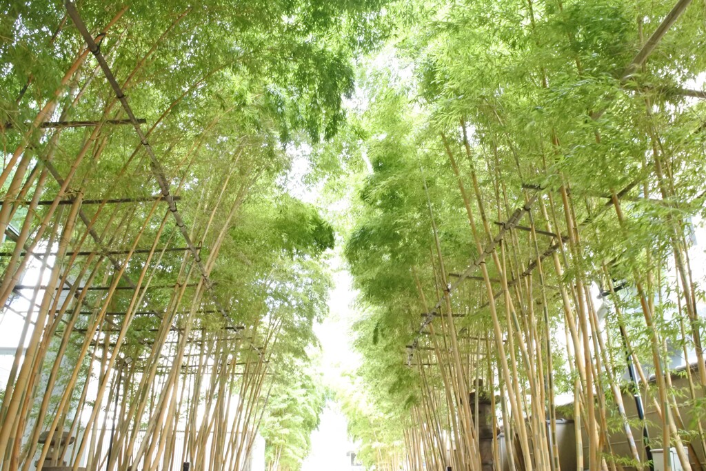 東京南青山 梅窓院。