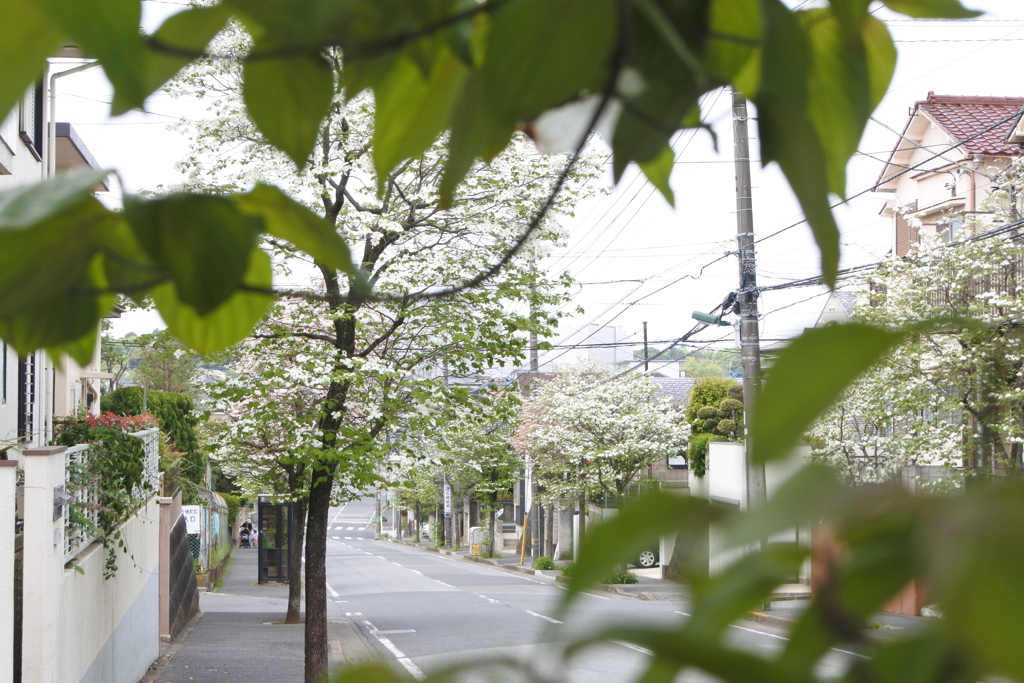 千葉県松戸市常盤平 はなみずき通り。