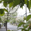 千葉県松戸市常盤平 はなみずき通り。