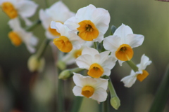 Narcissus 咲き始めました。
