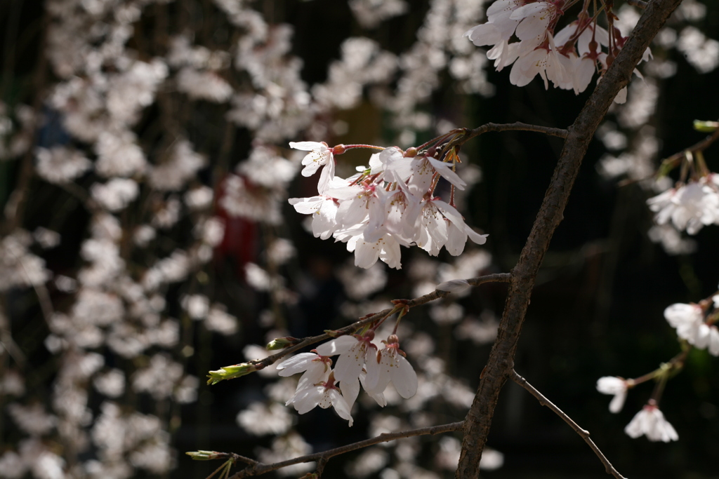 枝垂れ桜 満開。