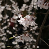 枝垂れ桜 満開。