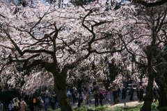新宿御苑 しだれ桜。